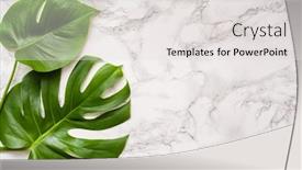  Presentation with marble - Slide set consisting of monstera-leaf-tropical-plant background and a light gray colored foreground