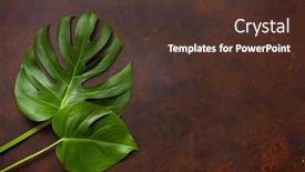  Presentation with tropical - Colorful slide set enhanced with monstera-leaf-tropical-plant backdrop and a tawny brown colored foreground