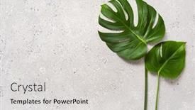  Presentation with tropical - Theme enhanced with monstera-leaf-tropical-plant background and a  colored foreground