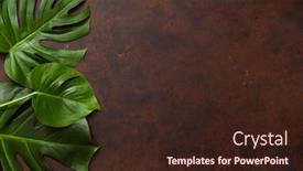  Presentation with tropical - Presentation design featuring monstera-leaf-tropical-plant background and a  colored foreground