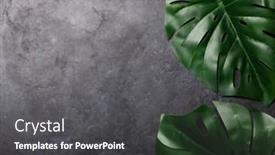  Presentation with leaves flat lay - Presentation design featuring monstera-leaves-on-dark-stone background and a dark gray colored foreground