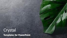  Presentation with leaves flat lay - Theme having monstera-leaves-on-dark-stone background and a dark gray colored foreground