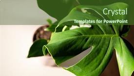  Presentation with growing - Audience pleasing PPT theme consisting of monstera-or-split-leaf-philodendron backdrop and a tawny brown colored foreground