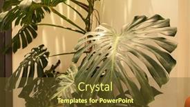  Presentation with plant - Slide set consisting of monstera-plant-in-the-room background and a tawny brown colored foreground