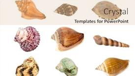  Presentation with clipping - Colorful presentation enhanced with montage-of-colorful-seashells-each backdrop and a lemonade colored foreground