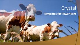  Presentation with cattle - Slides featuring montbeliarde-cattle-in-the-meadow background and a teal colored foreground