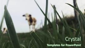  Presentation with dairy cow - PPT theme with montbeliarde cow is a breed of red pied dairy cattle standing in field in doubs bourgogne franche-comte region of eastern france europe background and a tawny brown colored foreground