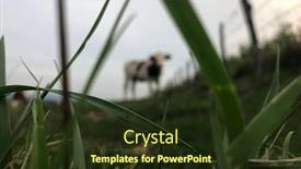  Presentation with dairy cow - Slide deck having montbeliarde cow is a breed of red pied dairy cattle standing in field in doubs bourgogne franche-comte region of eastern france europe background and a tawny brown colored foreground