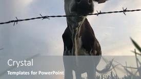  Presentation with dairy cow - Audience pleasing PPT theme consisting of montbeliarde cow is a breed of red pied dairy cattle standing in field in doubs bourgogne franche-comte region of eastern france europe backdrop and a gray colored foreground