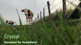  Presentation with dairy cow - Slide set featuring montbeliarde cow is a breed of red pied dairy cattle standing in field in doubs bourgogne franche-comte region of eastern france europe background and a tawny brown colored foreground