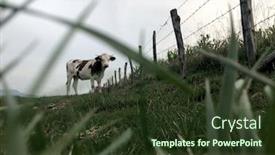  Presentation with dairy cow - Cool new theme with montbeliarde cow is a breed of red pied dairy cattle standing in field in doubs bourgogne franche-comte region of eastern france europe backdrop and a tawny brown colored foreground