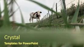  Presentation with dairy cow - Amazing presentation design having montbeliarde cow is a breed of red pied dairy cattle standing in field in doubs bourgogne franche-comte region of eastern france europe backdrop and a tawny brown colored foreground