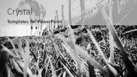  Presentation with dairy cow - Beautiful PPT theme featuring montbeliarde cow is a breed of red pied dairy cattle standing in field in doubs bourgogne-franche-comte region of eastern france europe backdrop and a light gray colored foreground