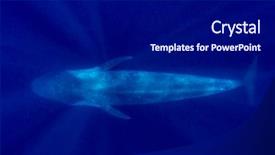  Presentation with whale - Amazing slide set having monterey ocean - pygmy blue whale backdrop and a black colored foreground