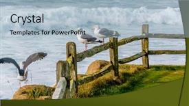  Presentation with seagull - Theme having monterey ocean - seagull at usa pacific coast background and a light blue colored foreground