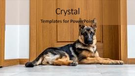  Presentation with german shepherd two young puppys - Cool new presentation design with month german shepherd puppy waiting backdrop and a gold colored foreground