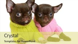  Presentation with white chocolate - PPT theme with monthly performance - chocolate chihuahua puppy the age background and a yellow colored foreground