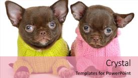  Presentation with white chocolate - Colorful slide set enhanced with monthly performance - chocolate chihuahua puppy the age backdrop and a coral colored foreground