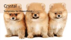  Presentation with womens heart month - Beautiful theme featuring monthly performance - pomeranian puppy the age backdrop and a coral colored foreground