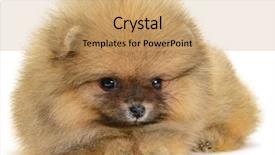  Presentation with puppy - Colorful presentation design enhanced with monthly performance - pomeranian puppy the age backdrop and a coral colored foreground