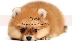  Presentation with puppy - Colorful slide deck enhanced with monthly performance - pomeranian puppy the age backdrop and a coral colored foreground