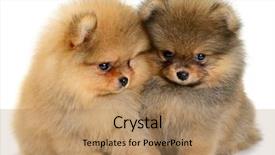  Presentation with two wheeler - Colorful slide set enhanced with monthly performance - two pomeranian puppy the age backdrop and a  colored foreground