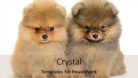  Presentation with puppy - Audience pleasing PPT theme consisting of monthly performance - two pomeranian puppy the age backdrop and a coral colored foreground