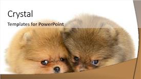  Presentation with for gender and age - PPT theme enhanced with monthly performance - two pomeranian puppy the age background and a white colored foreground