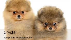  Presentation with puppy - Slide set enhanced with monthly performance - two pomeranian puppy the age background and a coral colored foreground