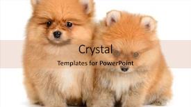  Presentation with age of enlightenment - Cool new PPT layouts with monthly performance - two pomeranian puppy the age backdrop and a coral colored foreground