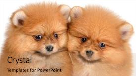  Presentation with puppy - Colorful slide set enhanced with monthly performance - two pomeranian puppy the age backdrop and a  colored foreground