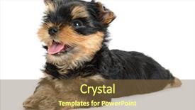  Presentation with age of enlightenment - Cool new theme with monthly performance - yorkshire terrier puppy the age backdrop and a tawny brown colored foreground