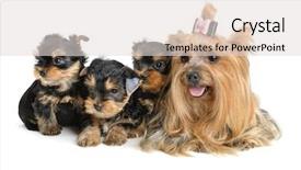  Presentation with yorkshire moor - Beautiful slide deck featuring monthly performance - yorkshire terrier puppy the age backdrop and a  colored foreground