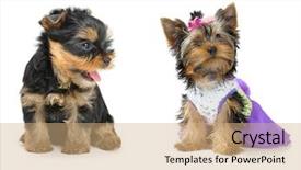  Presentation with age of enlightenment - Slide deck with monthly performance - yorkshire terrier puppy the age background and a  colored foreground