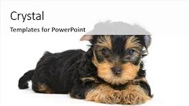  Presentation with hypertension at the productive age - Presentation design having monthly performance - yorkshire terrier puppy the age background and a white colored foreground