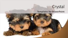  Presentation with an old age abuse - Audience pleasing presentation theme consisting of monthly performance - yorkshire terrier puppy the age backdrop and a light gray colored foreground