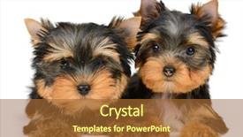  Presentation with yorkshire moor - Presentation design enhanced with monthly performance - yorkshire terrier puppy the age background and a red colored foreground