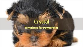  Presentation with puppy - Amazing presentation having monthly performance - yorkshire terrier puppy the age backdrop and a tawny brown colored foreground