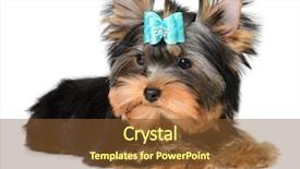  Presentation with age related disorders - PPT layouts featuring monthly performance - yorkshire terrier puppy the age background and a tawny brown colored foreground