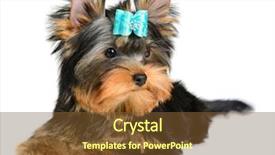  Presentation with puppy - Presentation theme featuring monthly performance - yorkshire terrier puppy the age background and a  colored foreground