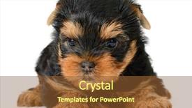  Presentation with puppy - Cool new presentation theme with monthly performance - yorkshire terrier puppy the age backdrop and a tawny brown colored foreground