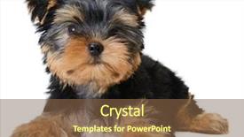  Presentation with age of enlightenment - Presentation design with monthly performance - yorkshire terrier puppy the age background and a tawny brown colored foreground