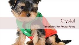  Presentation with age related disorders - Cool new slide deck with monthly performance - yorkshire terrier puppy the age backdrop and a  colored foreground