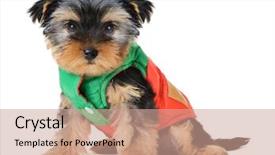  Presentation with puppy - Presentation design consisting of model of united arab emirates background and a blonde colored foreground