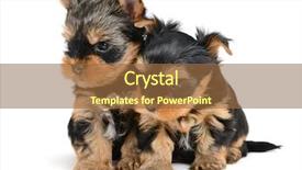  Presentation with puppy - Colorful PPT layouts enhanced with monthly performance - yorkshire terrier puppy the age backdrop and a tawny brown colored foreground