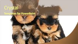  Presentation with stone age food - Beautiful PPT layouts featuring monthly performance - yorkshire terrier puppy the age backdrop and a tawny brown colored foreground