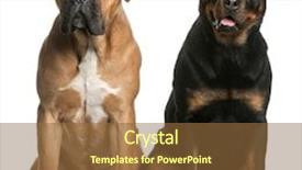  Presentation with cane - Beautiful slide deck featuring months old and a rottweiler backdrop and a tawny brown colored foreground