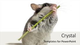  Presentation with brain stem - PPT layouts featuring months old holding and eat background and a mint green colored foreground