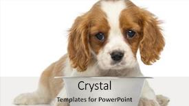  Presentation with old dog - Audience pleasing slide set consisting of months old isolated on white backdrop and a mint green colored foreground