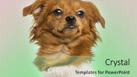  Presentation with old - Amazing PPT layouts having months old on bicolor background backdrop and a  colored foreground